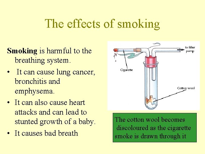 The effects of smoking Smoking is harmful to the breathing system. • It can