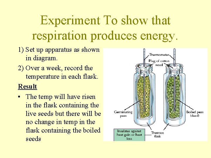 Experiment To show that respiration produces energy. 1) Set up apparatus as shown in