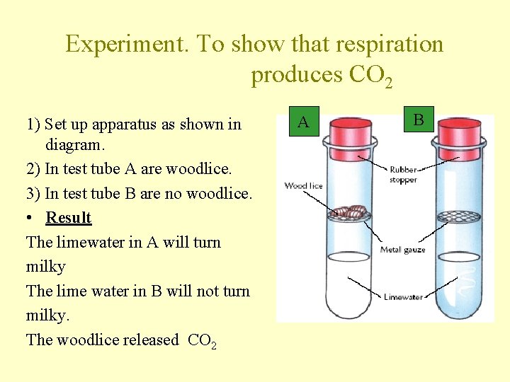 Experiment. To show that respiration produces CO 2 1) Set up apparatus as shown