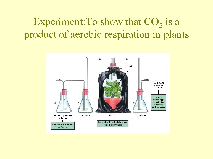Experiment: To show that CO 2 is a product of aerobic respiration in plants