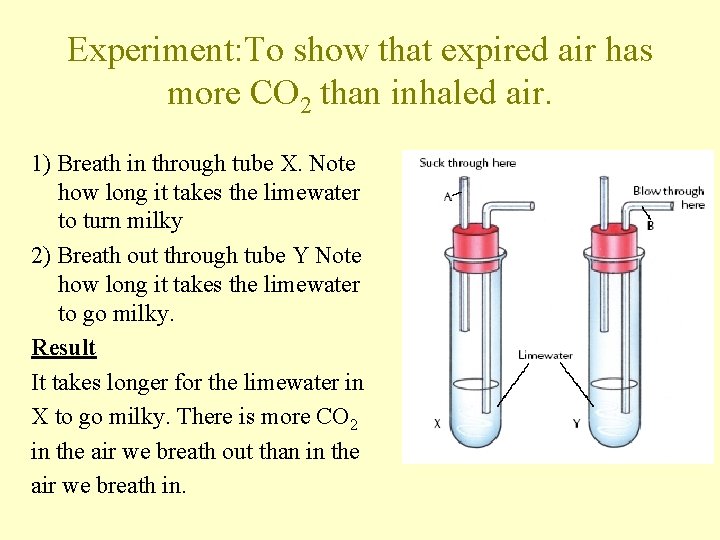 Experiment: To show that expired air has more CO 2 than inhaled air. 1)