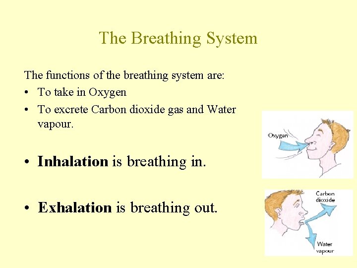 The Breathing System The functions of the breathing system are: • To take in