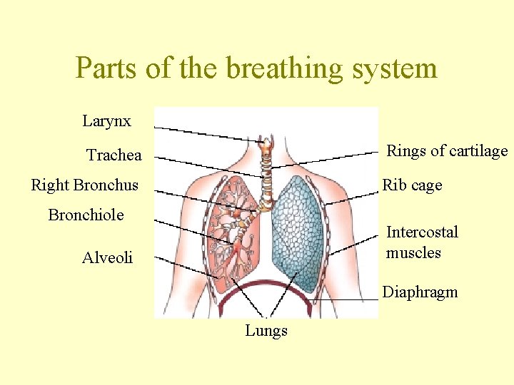 Parts of the breathing system Larynx Rings of cartilage Trachea Right Bronchus Rib cage