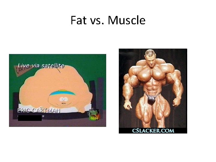 Fat vs. Muscle 