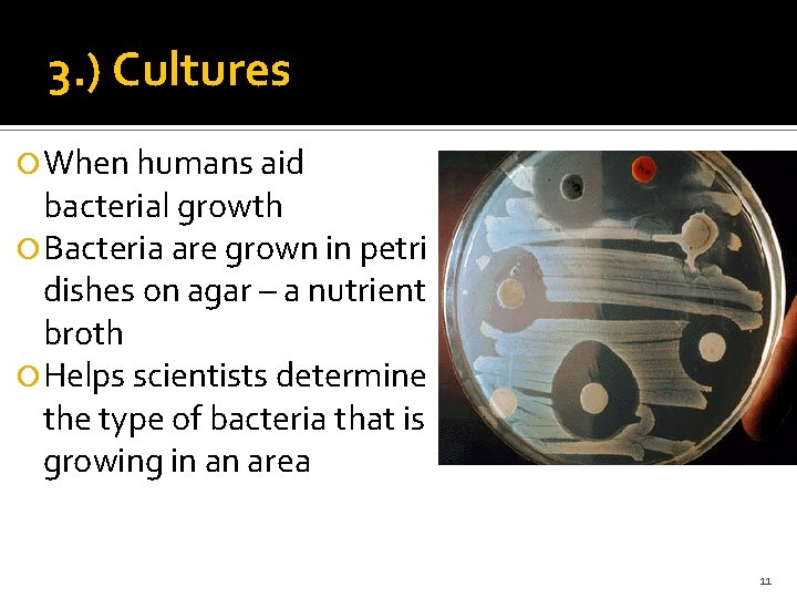 3. ) Cultures When humans aid bacterial growth Bacteria are grown in petri dishes