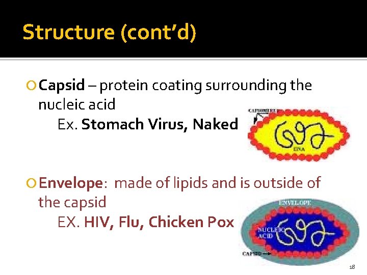 Structure (cont’d) Capsid – protein coating surrounding the nucleic acid Ex. Stomach Virus, Naked