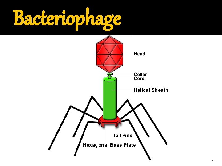 Bacteriophage 21 