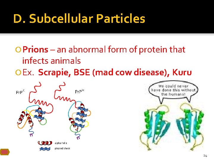 D. Subcellular Particles Prions – an abnormal form of protein that infects animals Ex.