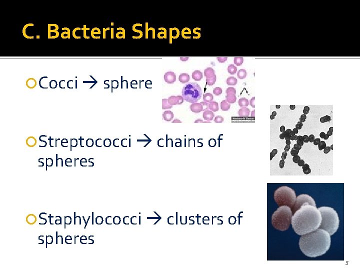 C. Bacteria Shapes Cocci sphere Streptococci chains of spheres Staphylococci clusters of spheres 5