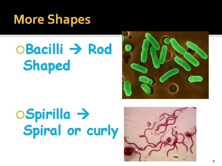 More Shapes Bacilli Rod Shaped Spirilla Spiral or curly 6 