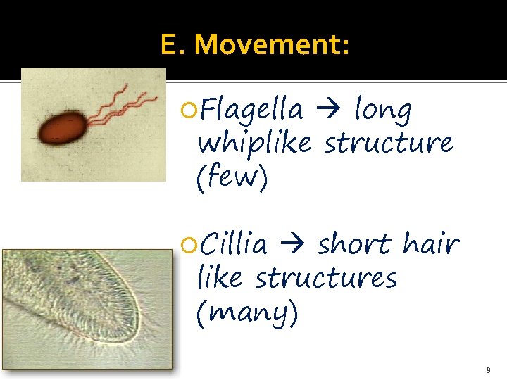 E. Movement: Flagella long whiplike structure (few) Cillia short hair like structures (many) 9