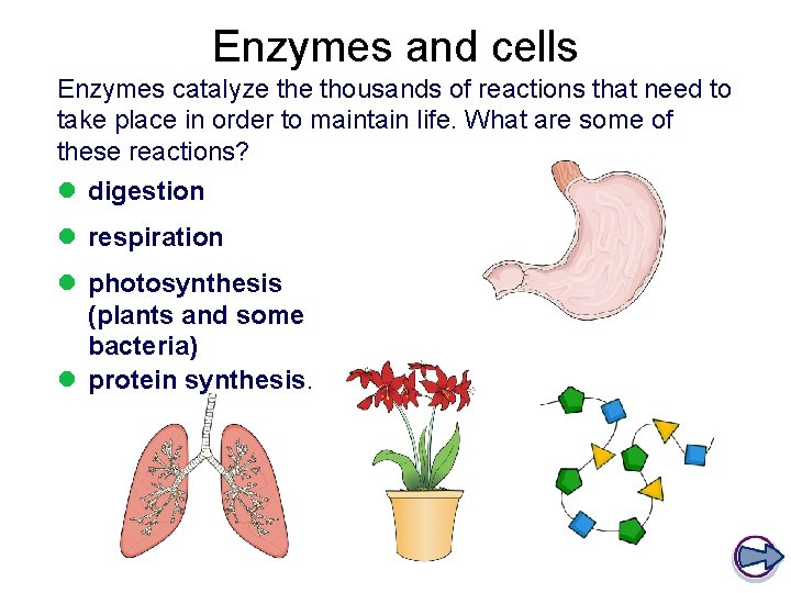 Enzymes and cells Enzymes catalyze thousands of reactions that need to take place in