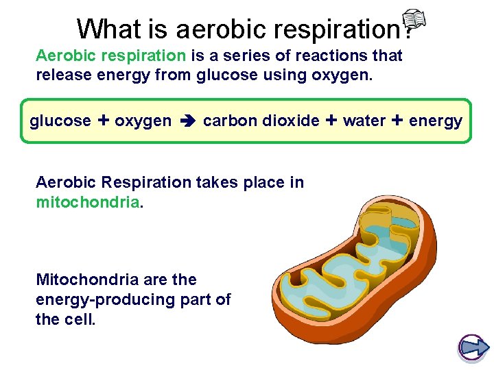 What is aerobic respiration? Aerobic respiration is a series of reactions that release energy