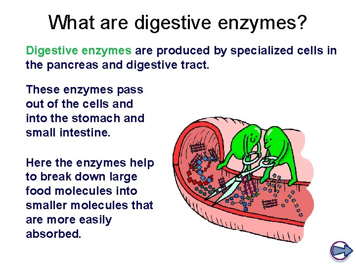 What are digestive enzymes? Digestive enzymes are produced by specialized cells in the pancreas