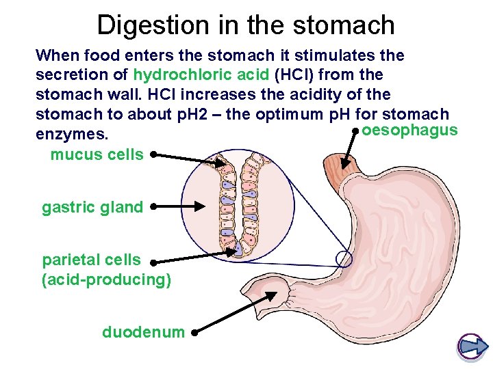 Digestion in the stomach When food enters the stomach it stimulates the secretion of
