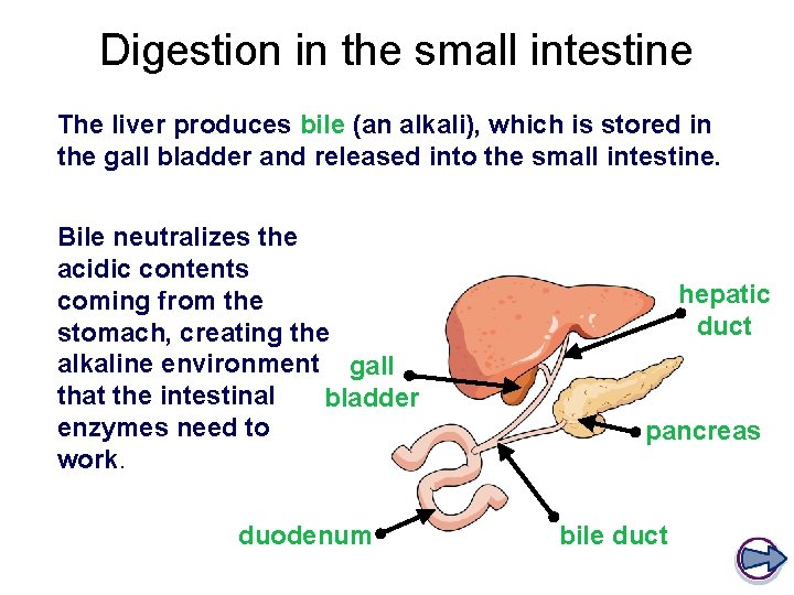 Digestion in the small intestine The liver produces bile (an alkali), which is stored