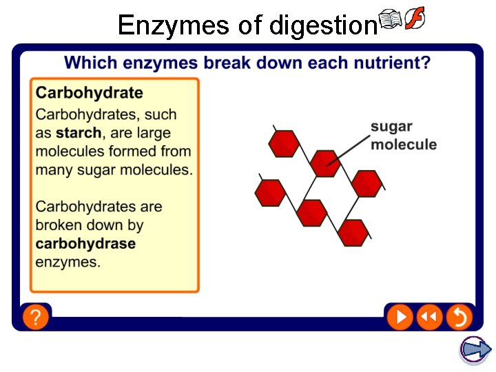 Enzymes of digestion 