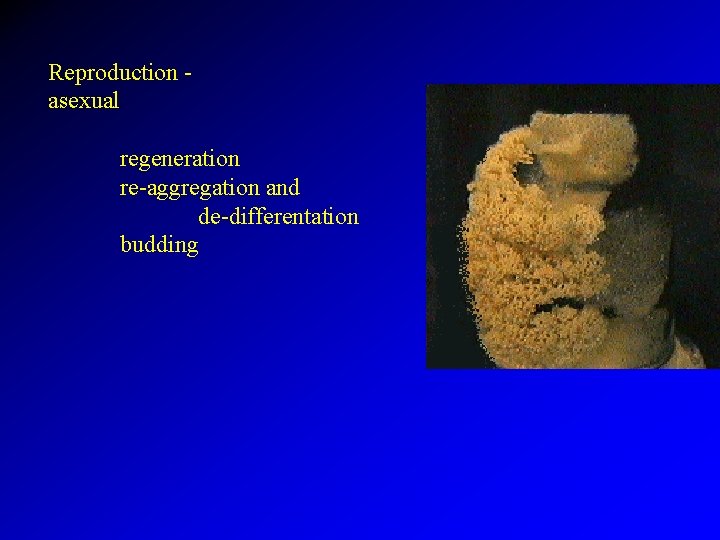 Reproduction asexual regeneration re-aggregation and de-differentation budding 