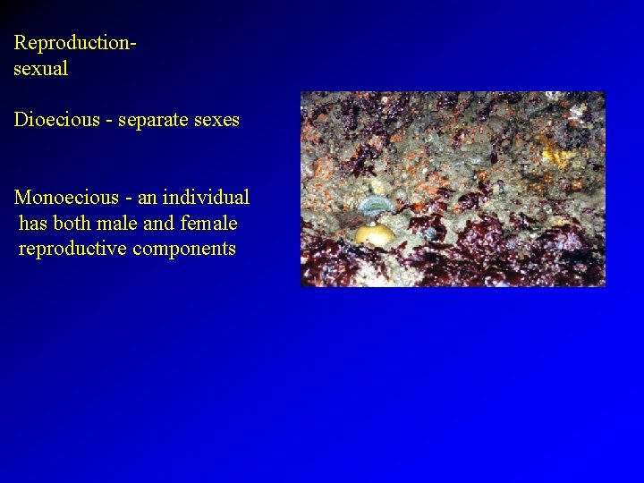 Reproductionsexual Dioecious - separate sexes Monoecious - an individual has both male and female