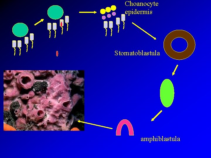 Choanocyte epidermis Stomatoblastula amphiblastula 
