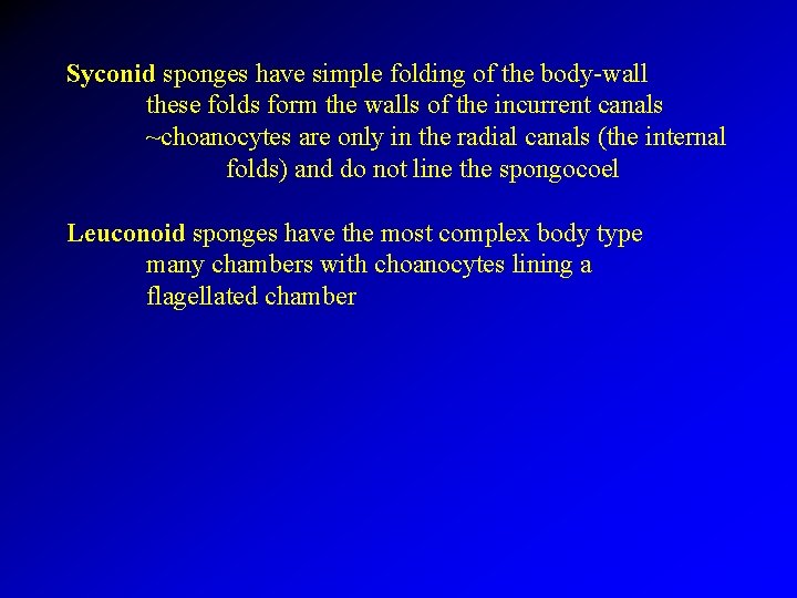 Syconid sponges have simple folding of the body-wall these folds form the walls of