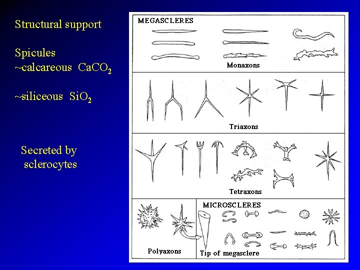 Structural support Spicules ~calcareous Ca. CO 2 ~siliceous Si. O 2 Secreted by sclerocytes