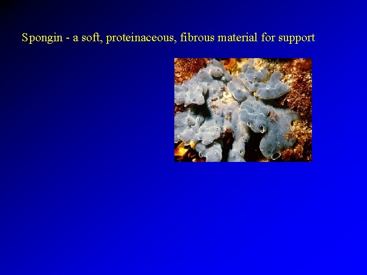 Spongin - a soft, proteinaceous, fibrous material for support 