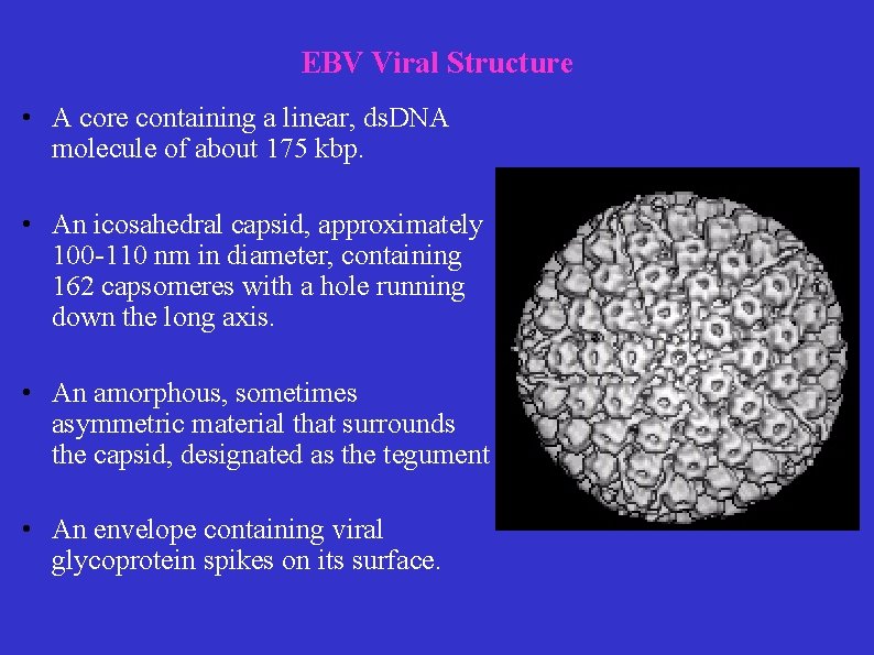 EBV Viral Structure • A core containing a linear, ds. DNA molecule of about