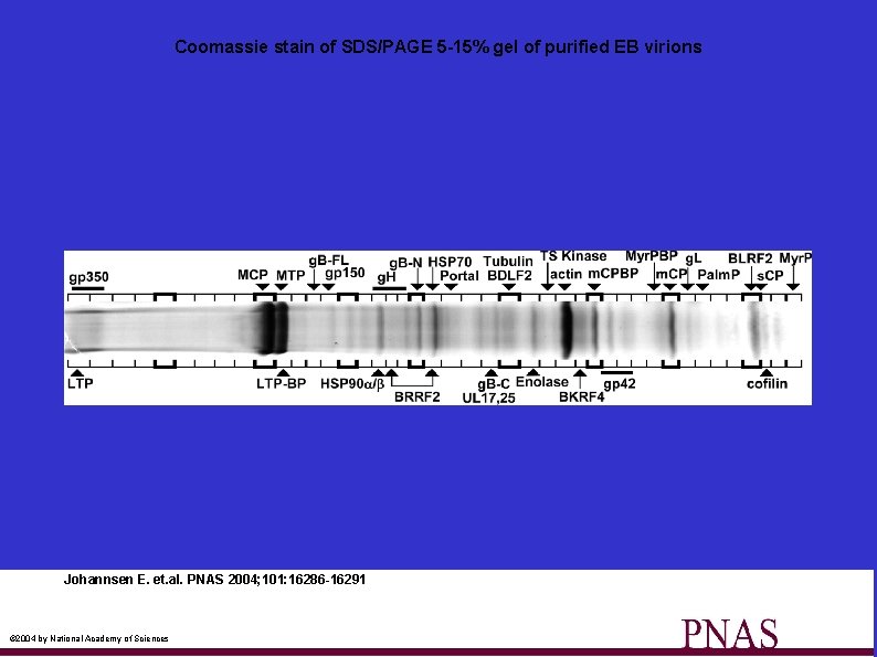 Coomassie stain of SDS/PAGE 5 -15% gel of purified EB virions Johannsen E. et.