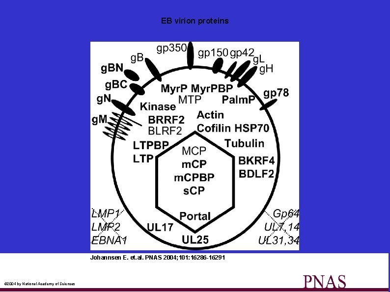 EB virion proteins Johannsen E. et. al. PNAS 2004; 101: 16286 -16291 © 2004