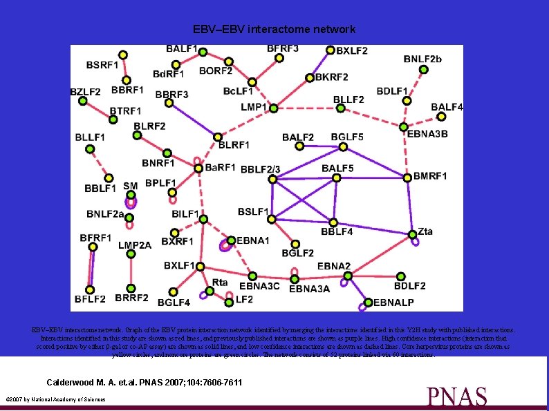 EBV–EBV interactome network. Graph of the EBV protein interaction network identified by merging the