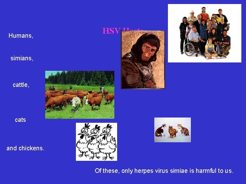 Humans, HSV Hosts simians, cattle, cats and chickens. Of these, only herpes virus simiae