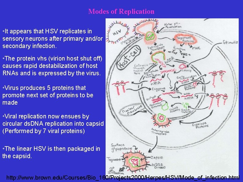 Modes of Replication • It appears that HSV replicates in sensory neurons after primary