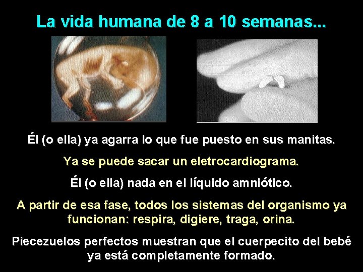 La vida humana de 8 a 10 semanas. . . Él (o ella) ya