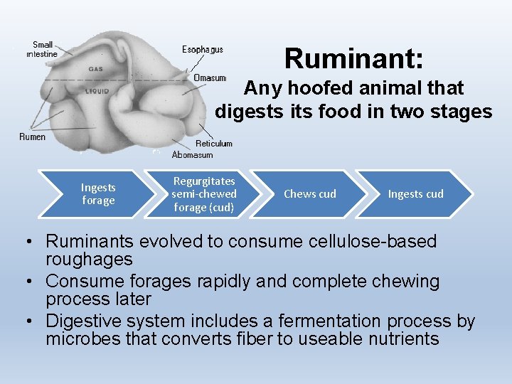 Ruminant: Any hoofed animal that digests its food in two stages Ingests forage Regurgitates