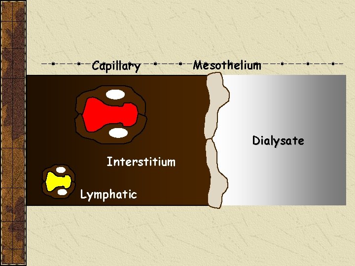 Capillary Mesothelium Dialysate Interstitium Lymphatic 