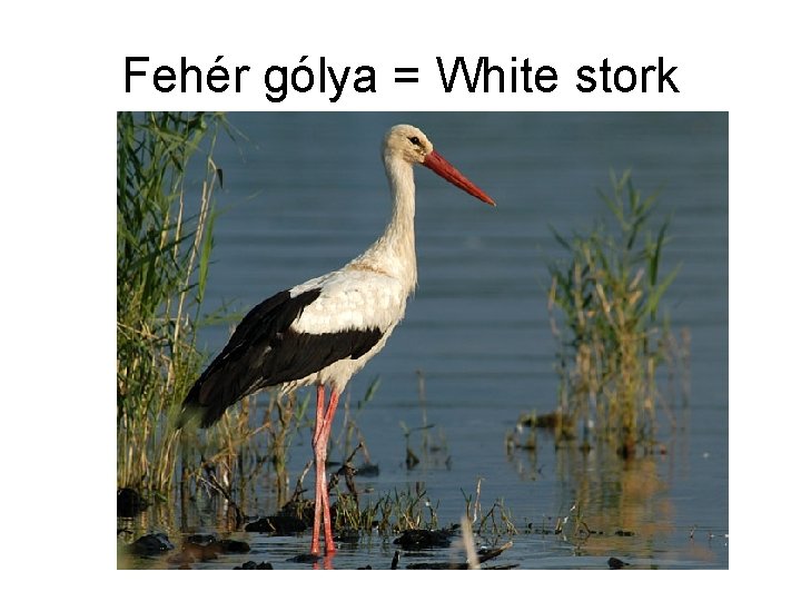 Fehér gólya = White stork 
