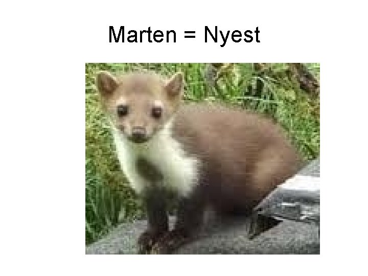Marten = Nyest 