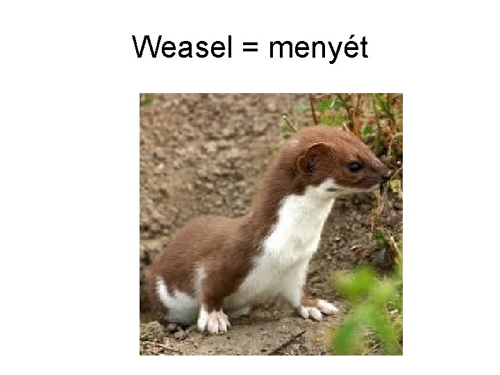Weasel = menyét 
