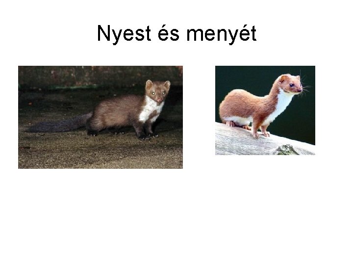 Nyest és menyét 