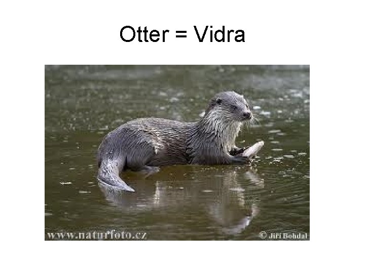 Otter = Vidra 