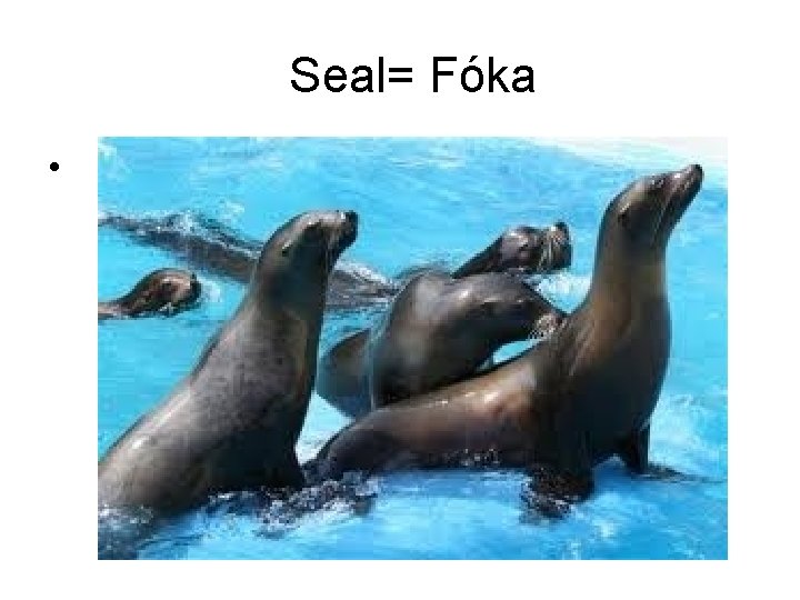 Seal= Fóka • 