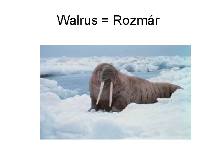 Walrus = Rozmár 