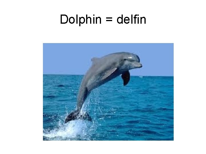 Dolphin = delfin 