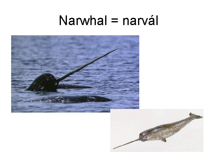 Narwhal = narvál 