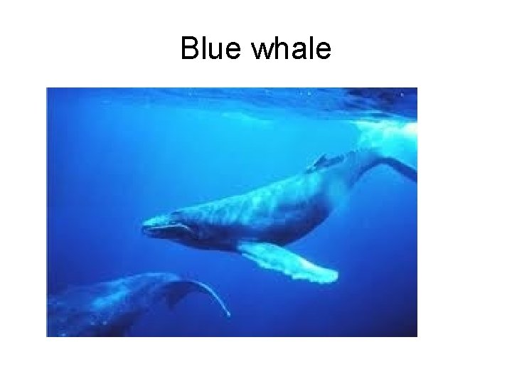 Blue whale 