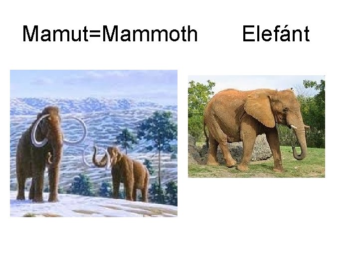 Mamut=Mammoth Elefánt 