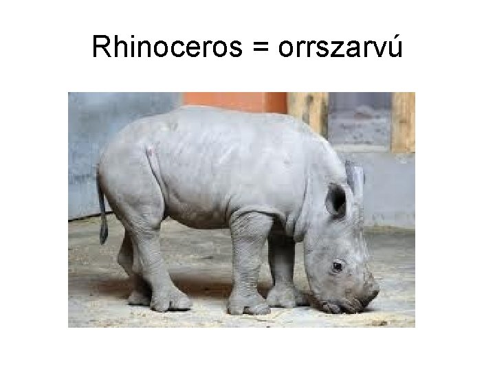 Rhinoceros = orrszarvú 