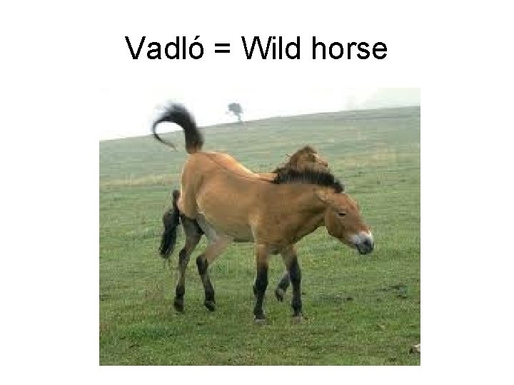 Vadló = Wild horse 