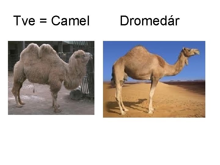 Tve = Camel Dromedár 